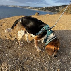 Roessler Point