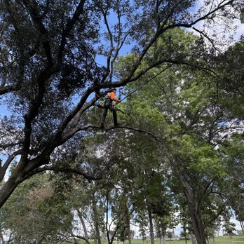 Top Branch Arborcare - Tree climbing, pruning - Tree Services Near Me Top Branch Arborcare - Tree climbing, pruning - Tree Services Near Me