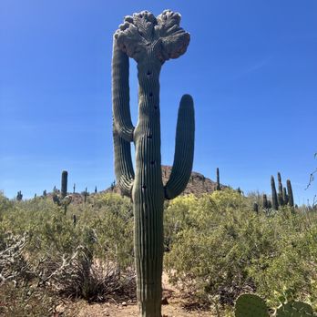 Desert Botanical Garden - Cristated Saguaro - Botanical Gardens Near Me - Phoenix, Arizona Desert Botanical Garden - Cristated Saguaro - Botanical Gardens Near Me - Phoenix, Arizona