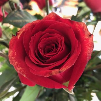 Miracle Flowers - Really? These are fresh flowers? - Florists Near Me - Folsom, California