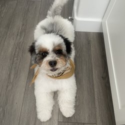Bone & Tail