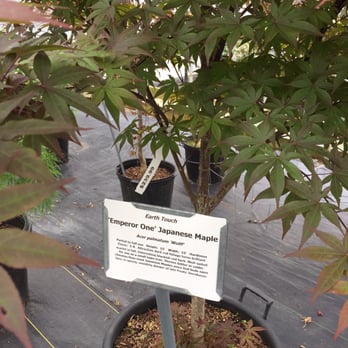 Earth Touch - Lots of beautiful Japanese Maples - Nurseries & Gardening Near Me - Huntsville, Alabama Earth Touch - Lots of beautiful Japanese Maples - Nurseries & Gardening Near Me - Huntsville, Alabama