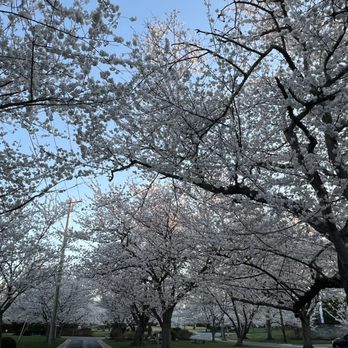 Kenwood Cherry Blossoms - Parks Near Me - Bethesda, Maryland Kenwood Cherry Blossoms - Parks Near Me - Bethesda, Maryland