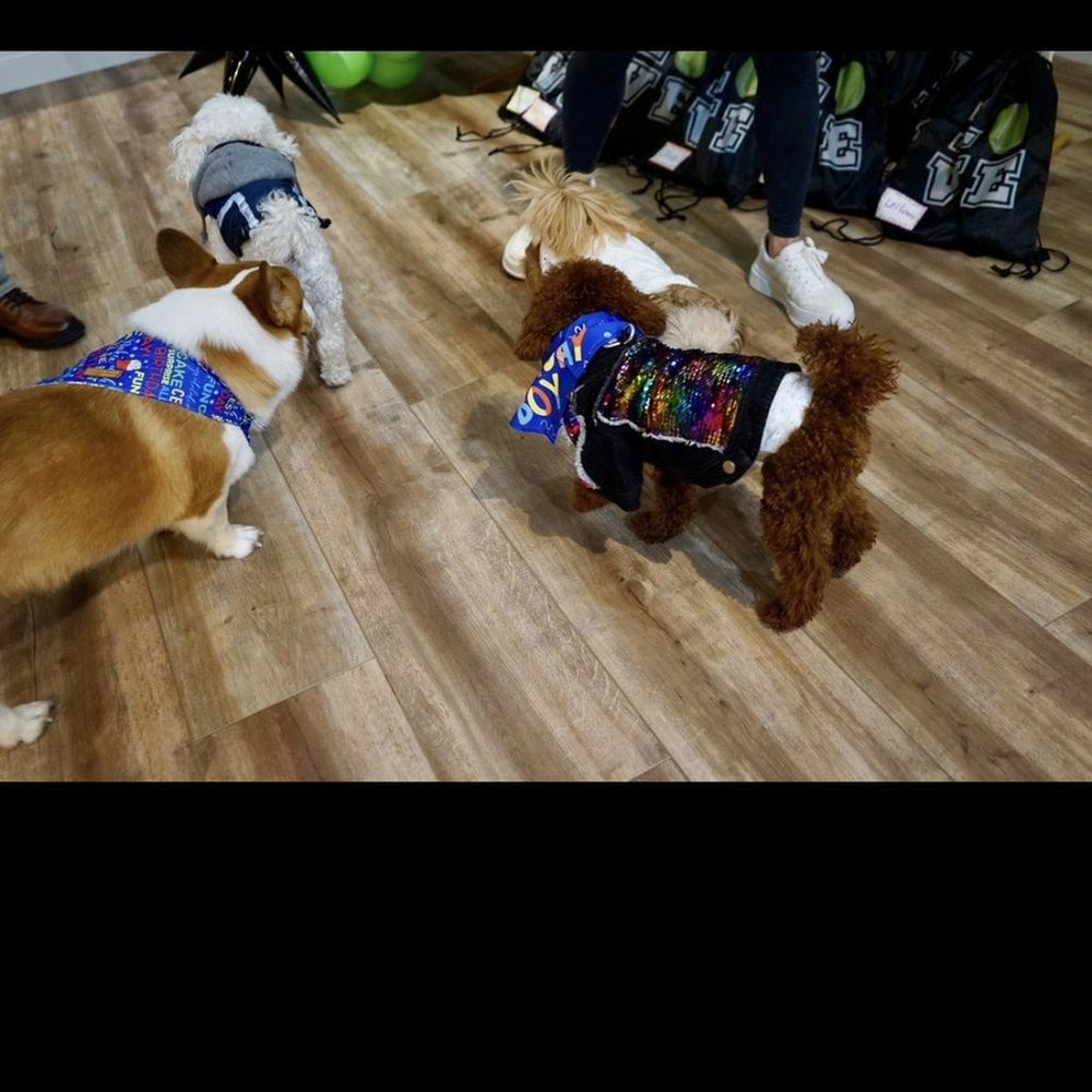 Pickles Playland - Pet Groomers Near Me - Kirkland, Washington