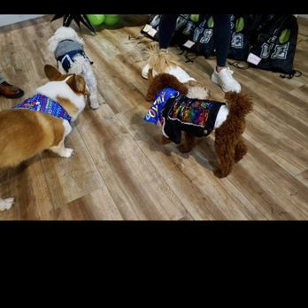 Pickles Playland - Pet Groomers Near Me - Kirkland, Washington