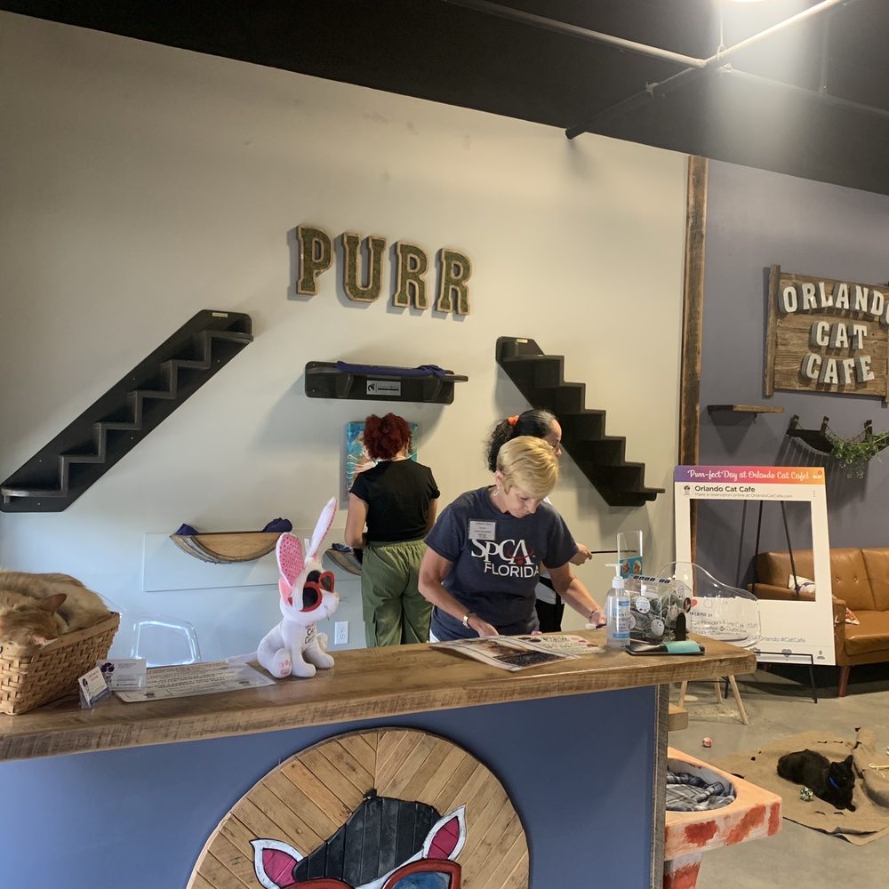 Orlando Cat Cafe - Check in desk - Animal Shelters Near Me - Clermont, Florida