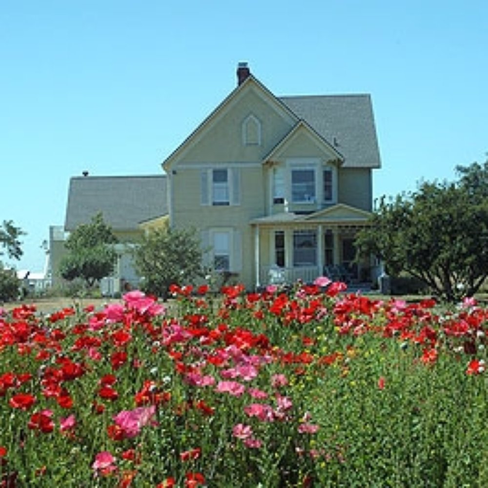 Olympic Lights - the Olympic Lights B&B across the meadow of wildflowers - Hotels Near Me - Friday Harbor, Washington
