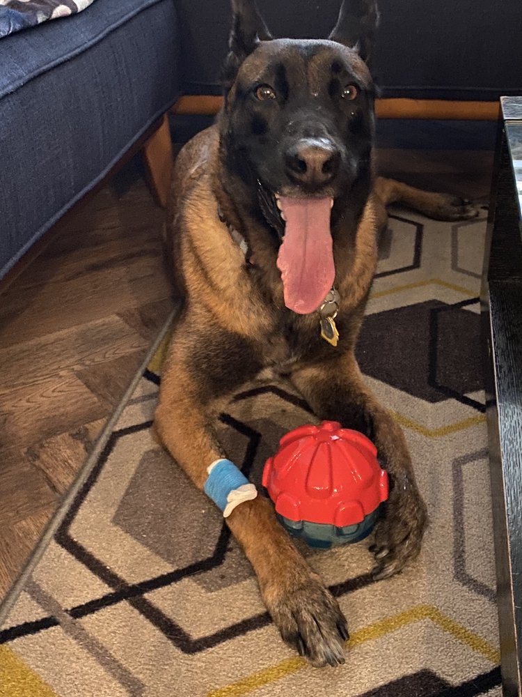 ALISO NIGUEL ANIMAL HOSPITAL 17 Photos &amp; 36 Reviews