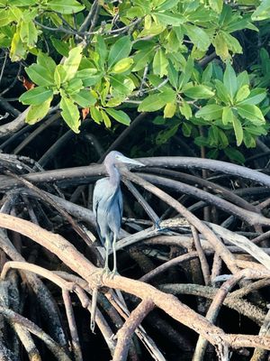 Virgin Islands Ecotours - St. Thomas by null