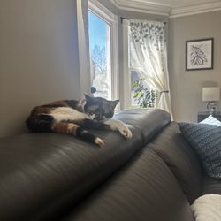 Furkids