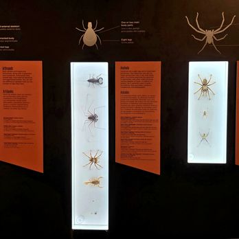 Pacific Science Center - Spiders exhibit - Museums Near Me - Seattle, Washington