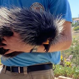 Their resident porcupine.