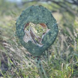 Lake Casa Blanca International State Park - A heart in a cactus pad.