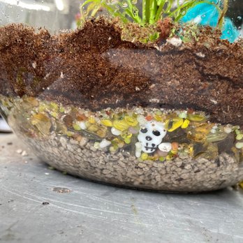 Orchard Nursery - Cool hidden skull!!! - Nurseries & Gardening Near Me - Lafayette, California Orchard Nursery - Cool hidden skull!!! - Nurseries & Gardening Near Me - Lafayette, California