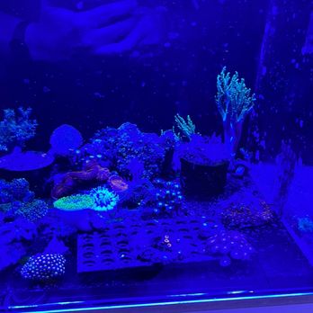 Living Reef - Thinking on getting a living coral tank. - Aquarium Services Near Me - Orlando, Florida Living Reef - Thinking on getting a living coral tank. - Aquarium Services Near Me - Orlando, Florida