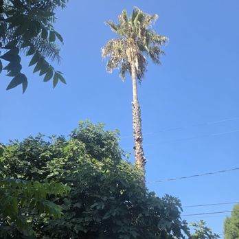 Value Tree Service - Backyard palm before Super tall and messy - Tree Services Near Me - Paramount, California Value Tree Service - Backyard palm before Super tall and messy - Tree Services Near Me - Paramount, California