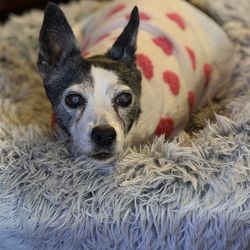 Belmont Heights Animal Hospital - RIP Izzy.