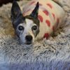 Belmont Heights Animal Hospital gift card