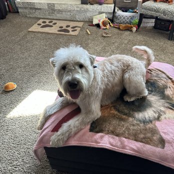 CharlyLou's Mobile Grooming - Our girl Lovey Dovie! A fresh groom from Amanda at Charly Lou's Mobile Groomer - Pet Groomers Near Me
