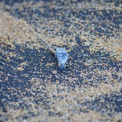 Castle Kauai Kailani - Bluebottle jellyfish on the beach in front of Kauai Kailani