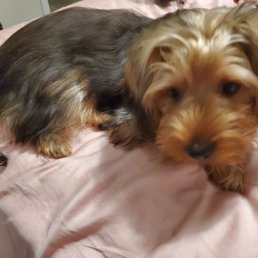 This is what my dog looked like before taking him to City Pet Grooming This is what my dog looked like before taking him to City Pet Grooming