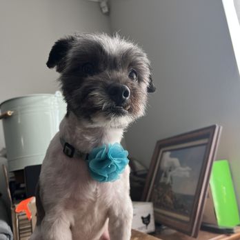 Breezy Paw Mobile Grooming - Sportin' his fancy bow (all my other dogs are so jealous) - Pet Groomers Near Me Breezy Paw Mobile Grooming - Sportin' his fancy bow (all my other dogs are so jealous) - Pet Groomers Near Me