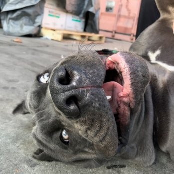 Paw by Paw - Buddy loves his belly rubs - Pet Training Near Me