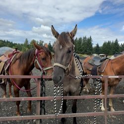 Legends Horse Training & Boarding Facility