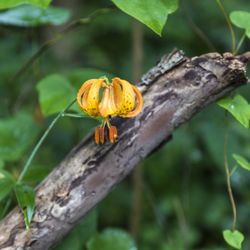 Cedar Bog Nature Preserve