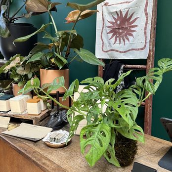 Crimson Horticultural Rarities - Housewarming gift - Swiss Cheese Kokedama - I may have to keep for myself :) - Flowers & Gifts Near Me - Oakland, California Crimson Horticultural Rarities - Housewarming gift - Swiss Cheese Kokedama - I may have to keep for myself :) - Flowers & Gifts Near Me - Oakland, California