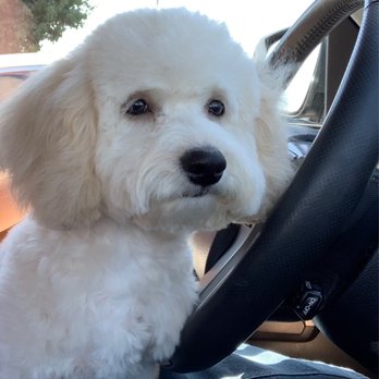 The Pet Salon by Janae - Pet Groomers Near Me - Merced, California The Pet Salon by Janae - Pet Groomers Near Me - Merced, California