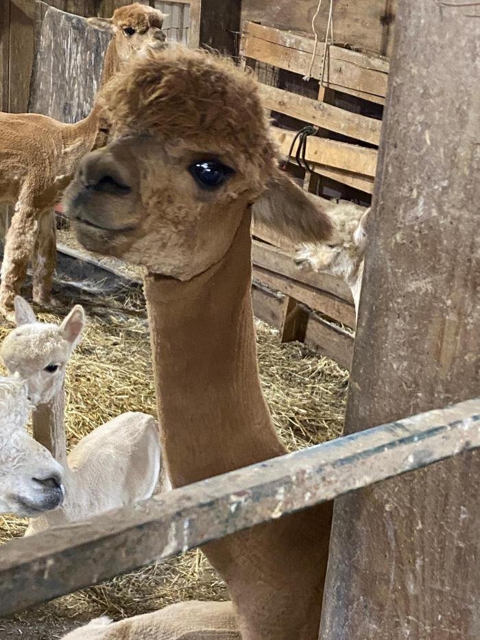 Quarry Critters Alpaca Ranch - beekeeping in Littlestown, PA