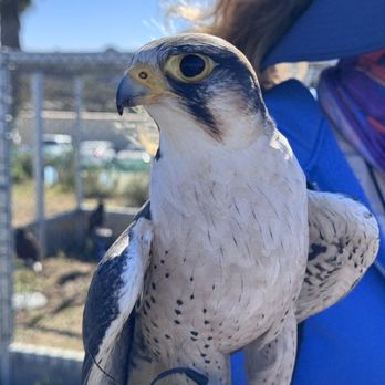 Total Raptor eXperience - Bird - Specialty Schools Near Me - La Jolla, California