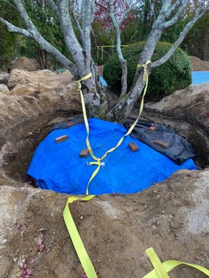 Sterling Tree & Lawn Service