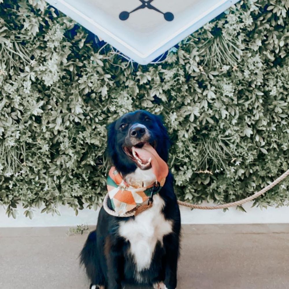 Paws At Main - Riverside - Nova was so well taken care of for her first grooming! - Pet Groomers Near Me - Riverside, California Paws At Main - Riverside - Nova was so well taken care of for her first grooming! - Pet Groomers Near Me - Riverside, California