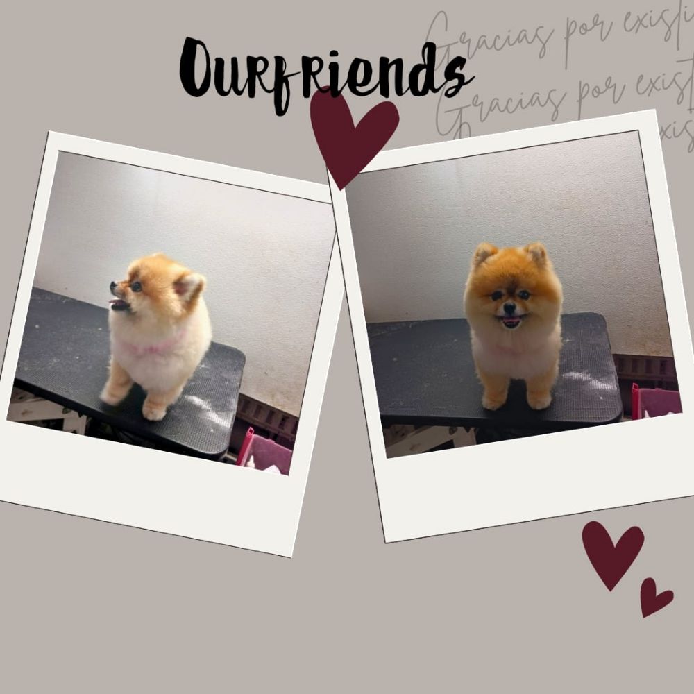 OUR FRIENDS MOBILE PET CARE 43 Photos & 16 Reviews Pembroke Pines, Florida Pet Groomers