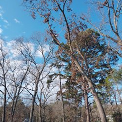 Lexington Pro Tree Service
