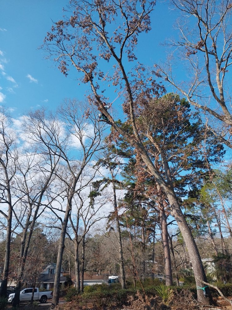 Lexington Pro Tree Service - tree service in Lexington, SC