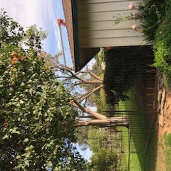 Travis Tree Service - Tree's coming out in a large rental in Old Fig. - Tree Services Near Me - Fresno, California