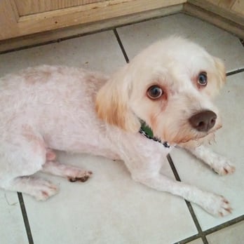 Scissors and Suds - Pet Groomers Near Me - San Antonio, Texas