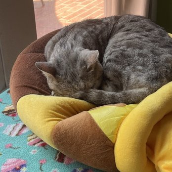 The Cat Cafe - Coffee & Tea Near Me - San Diego, California The Cat Cafe - Coffee & Tea Near Me - San Diego, California