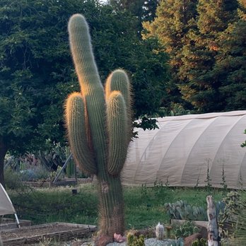 Geffray's Cactus Gardens - "Argentinian Saguaro" standing proud - Nurseries & Gardening Near Me - Chico, California