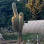 Photo of Geffray's Cactus Gardens