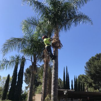 Salvador Tree Service - Tree Services Near Me Salvador Tree Service - Tree Services Near Me