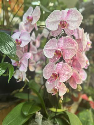 Dahing Plants & Landscaping by null