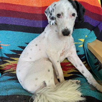 Dirty Paws Grooming Spa - He looks sad but he feels so much better! No mats or stickers! - Pet Groomers Near Me - Temecula, California