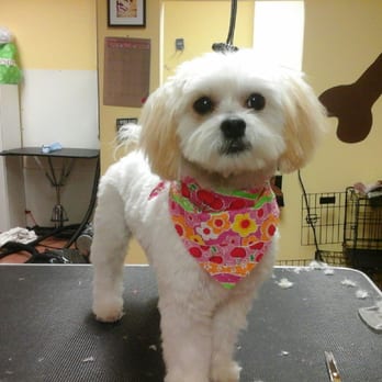 The Good Pet Groomer - Pet Groomers Near Me - Minneapolis, Minnesota The Good Pet Groomer - Pet Groomers Near Me - Minneapolis, Minnesota