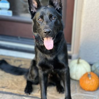 Paws 'n' Rec - Ninja @ 10 months old! - Pet Training Near Me - Las Vegas, Nevada