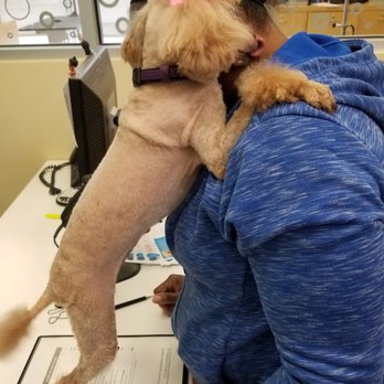 Ashley's Pet Artistry - Pet Groomers Near Me - Salem, Oregon
