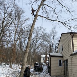 El Toro Landscaping & Tree Services - Removing a Dangerous tree